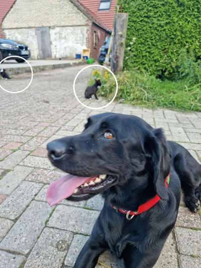 Hund reagiert beim Spaziergang auf Katze-Beitrag-Bild