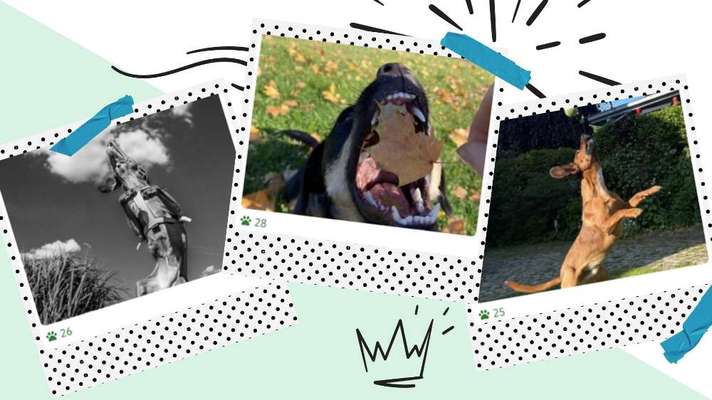 60. Handy Fotochallenge  -gleich schnapp ich es--Beitrag-Bild