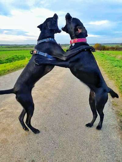 Bester Freund, Hundekumpel - zeigt her!-Beitrag-Bild