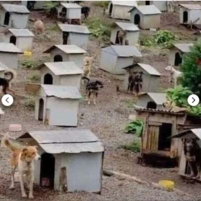 Ein Dorf nur für Hunde ❤️?-Beitrag-Bild