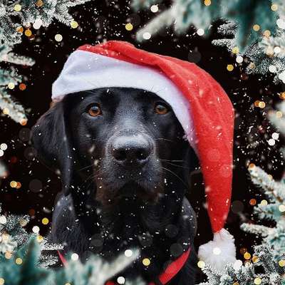 It's beginning to look a lot like.....-Beitrag-Bild