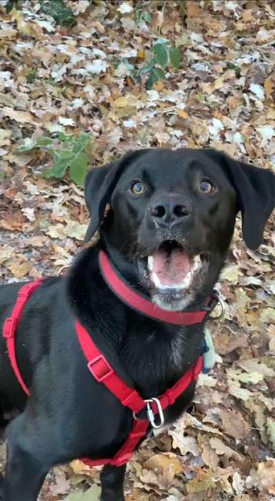 16. Impulskontrolle Challenge - Reiz trotz Ablenkung trotzen-Beitrag-Bild