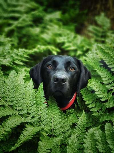 Hund und Natur-Beitrag-Bild