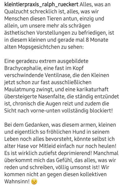 Brachycephale Hunderassen-Beitrag-Bild