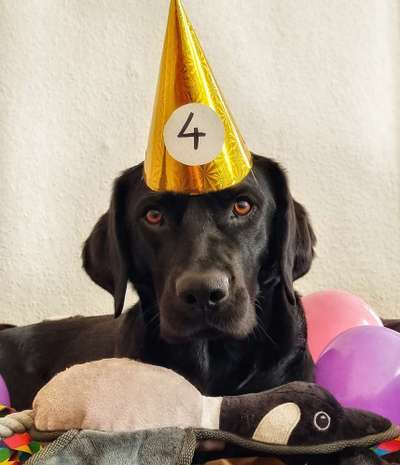 20. Farben Fotochallenge: Gold / Goldgelb / Stohgelb-Beitrag-Bild