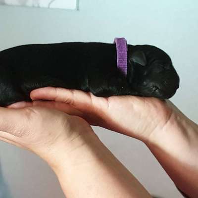 Das erste Bild eures Hundes-Beitrag-Bild