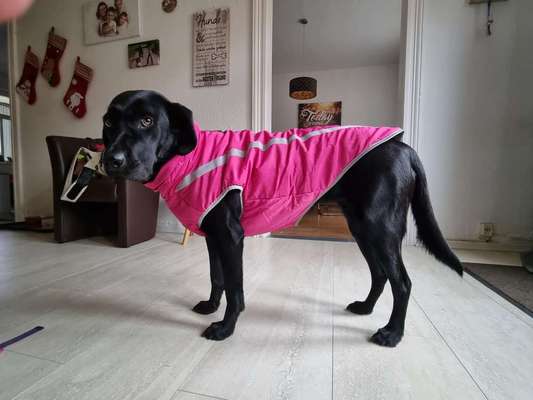 Hundekleidung - Top oder Flop-Beitrag-Bild