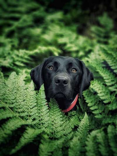 Die wunderschöne Welt mit Hund.-Beitrag-Bild