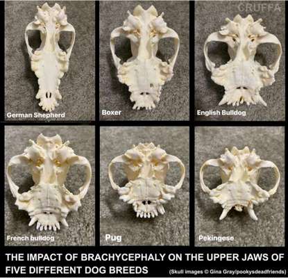 Diskussion zum neuen Entwurf des Tierschutzgesetzes....-Beitrag-Bild