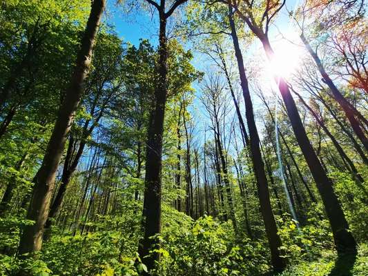 Die wunderschöne Welt mit Hund.-Beitrag-Bild