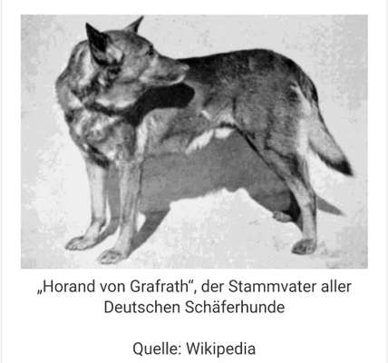 Die 21. Rostocker Rassehunde-Ausstellung: Eine Veranstaltung mit Vorbehalten?-Beitrag-Bild