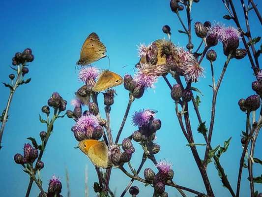 Die wunderschöne Welt mit Hund.-Beitrag-Bild