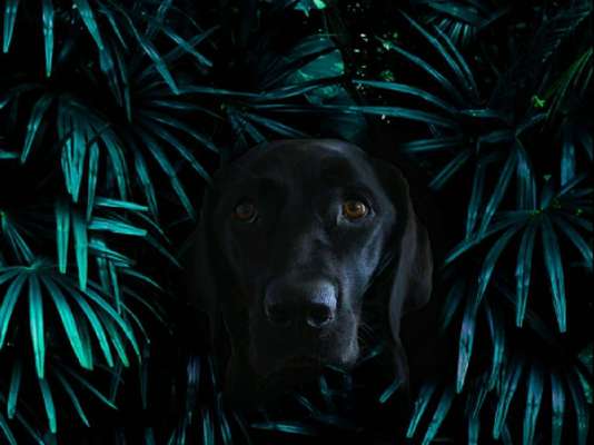 Photomontagen mit Hund-Beitrag-Bild