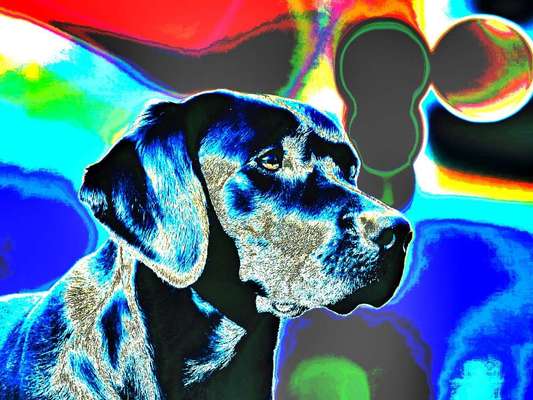 29. Handy - Fotochallenge - zeigt eure Hunde in anderen Farben-Beitrag-Bild