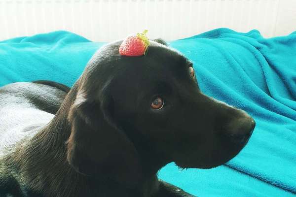 Dogorama Blog Challenge: Hundetricks-Beitrag-Bild