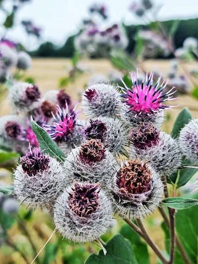 Die wunderschöne Welt mit Hund.-Beitrag-Bild