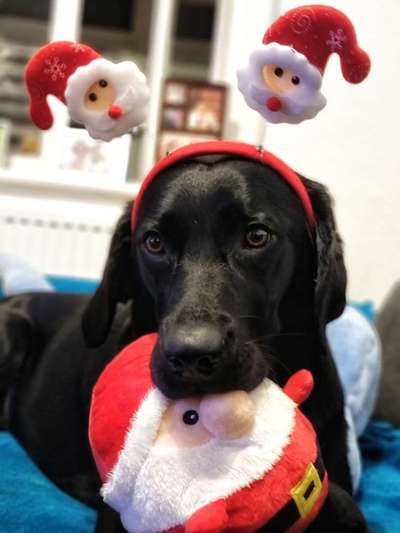 Was tragen eure Hunde zu Weihnachten?-Beitrag-Bild