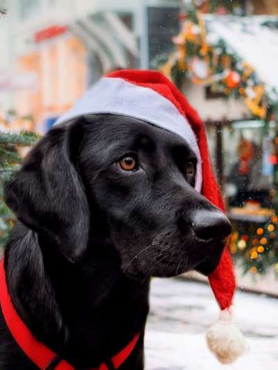 Photomontagen mit Hund-Beitrag-Bild