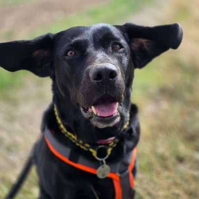 Was hat euch heute mit eurem Hund gefreut?-Beitrag-Bild