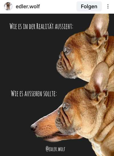 Qualzucht - Warum Aufklärung alleine nicht reicht-Beitrag-Bild