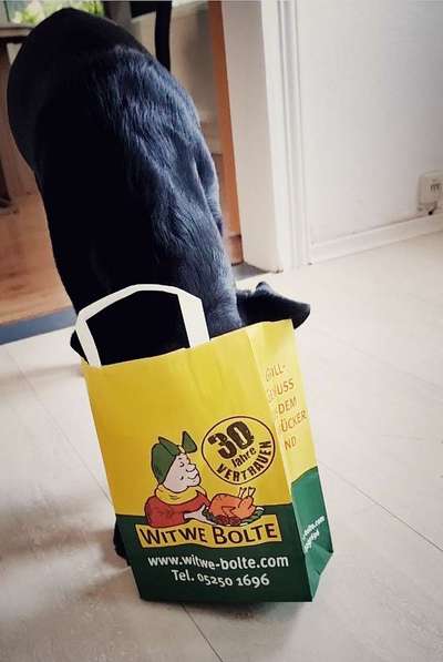 Hund"kreativ" in Szene gesetzt, Fotobomb u.a.-Beitrag-Bild