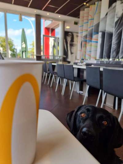 Gehören Hunde ins Restaurant?-Beitrag-Bild