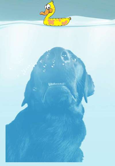 Photomontagen mit Hund-Beitrag-Bild