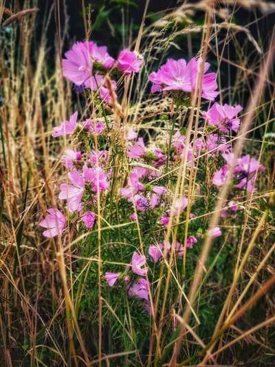 Die wunderschöne Welt mit Hund.-Beitrag-Bild