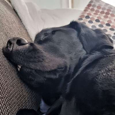 Fake News in der Hundewelt-Beitrag-Bild