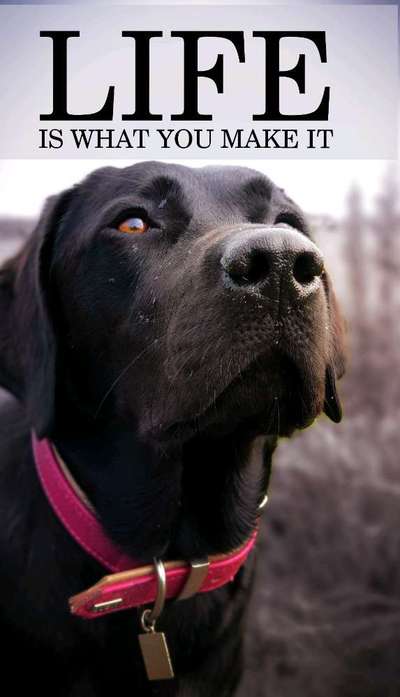 Foto's und Hundemodels-Beitrag-Bild