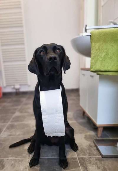 Hund"kreativ" in Szene gesetzt, Fotobomb u.a.-Beitrag-Bild