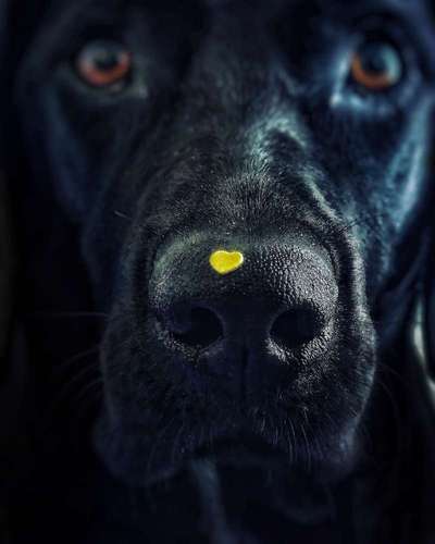 Die Dogorama Kalender Challenge Titelbild-Beitrag-Bild