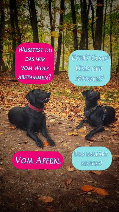 Hunde Memes-Beitrag-Bild