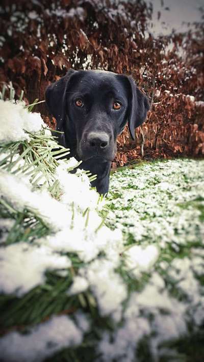 Hundegerechter Garten?-Beitrag-Bild