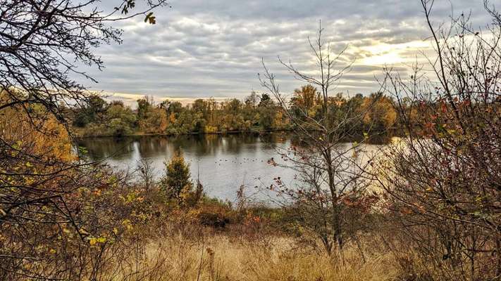 Die wunderschöne Welt mit Hund.-Beitrag-Bild