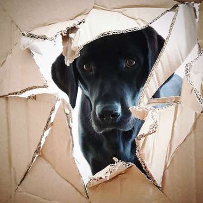 12. Farben Foto Challenge --- Braun-Beitrag-Bild