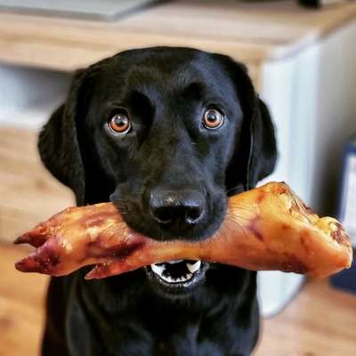 Fotochallenge Guten Appetit! Dein Hund beim futtern-Beitrag-Bild