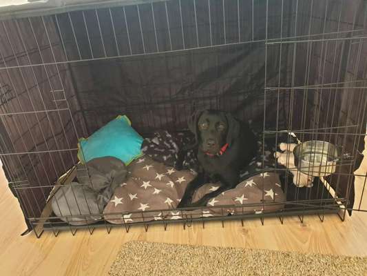 Decke für Hunde denen schnell warm ist-Beitrag-Bild