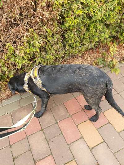 Zeigt mir doch mal eure Dreckspätze-Beitrag-Bild