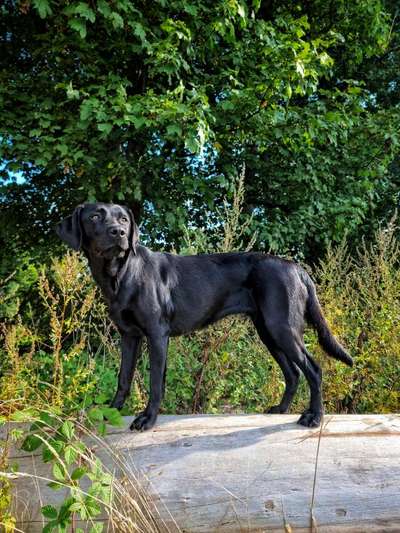 Wie groß waren eure welpen ?-Beitrag-Bild