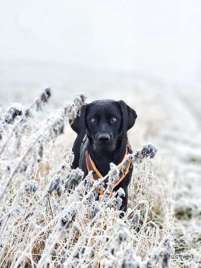 Black dogs are beautiful-Beitrag-Bild