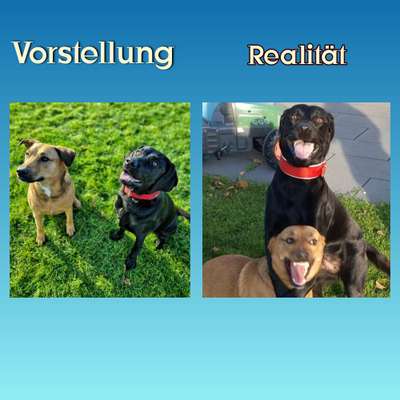 Hier ist der Spaßthread. Zum Schmunzeln und Kaputtlachen-Beitrag-Bild