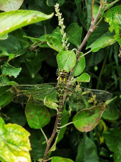 Die wunderschöne Welt mit Hund.-Beitrag-Bild