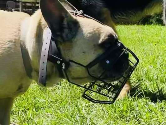 American Bully – Neue Einstufung als gefährlicher Hund in Braunschweig-Beitrag-Bild