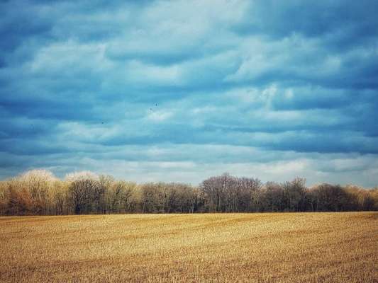 Die wunderschöne Welt mit Hund.-Beitrag-Bild