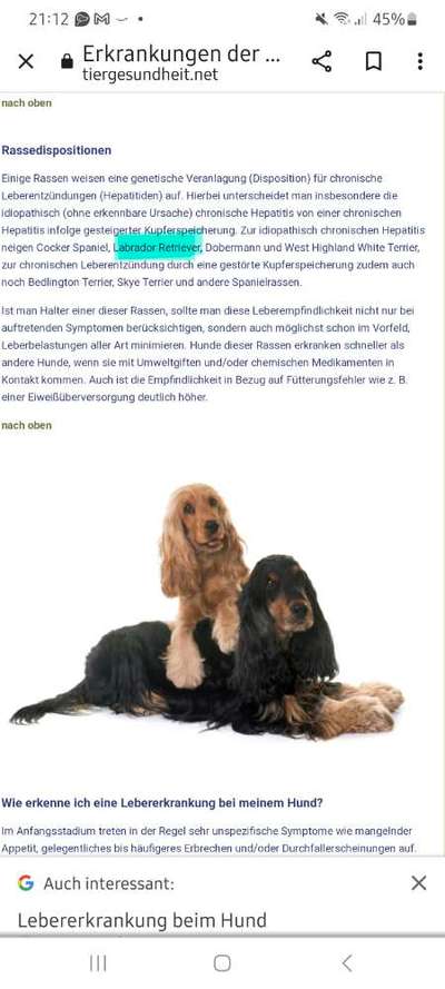 Leberprobleme beim Hund, Erfahrungsaustausch-Beitrag-Bild