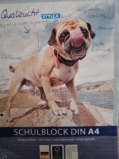 Qualzucht - Warum Aufklärung alleine nicht reicht-Beitrag-Bild