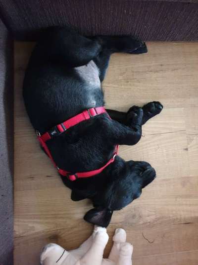 Welpe & Besuch – Wie handhabt ihr das?-Beitrag-Bild