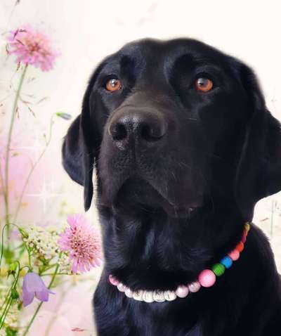 Tipps, Tricks, Klatsch und Tratsch über den Labrador-Beitrag-Bild