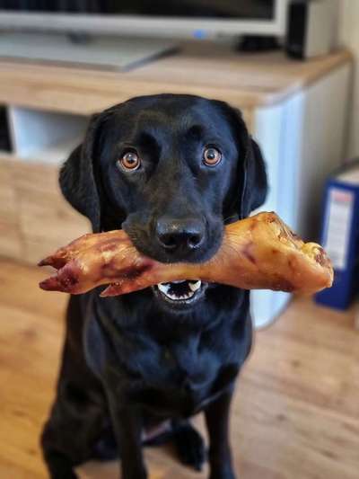 Rassecheck Labrador-Beitrag-Bild